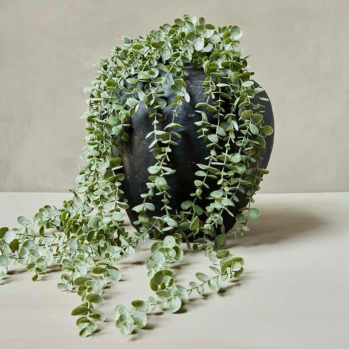 Eucalyptus Trailing Stem