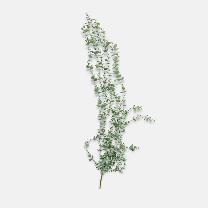 Eucalyptus Trailing Stem