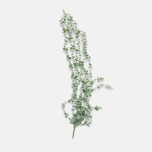 Eucalyptus Trailing Stem