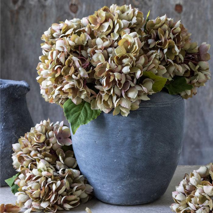 Hydrangea Dusk Stem