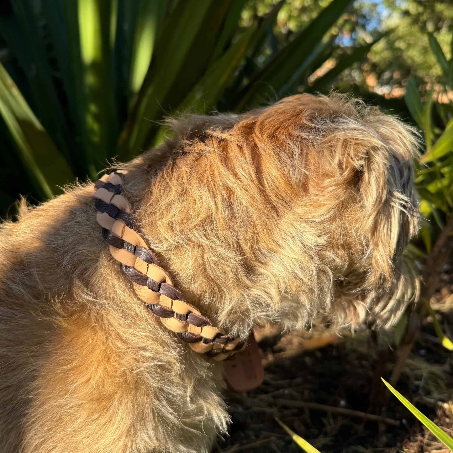 Lulu Collar