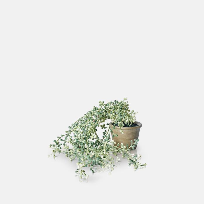 String of Pearls Succulent in Pot