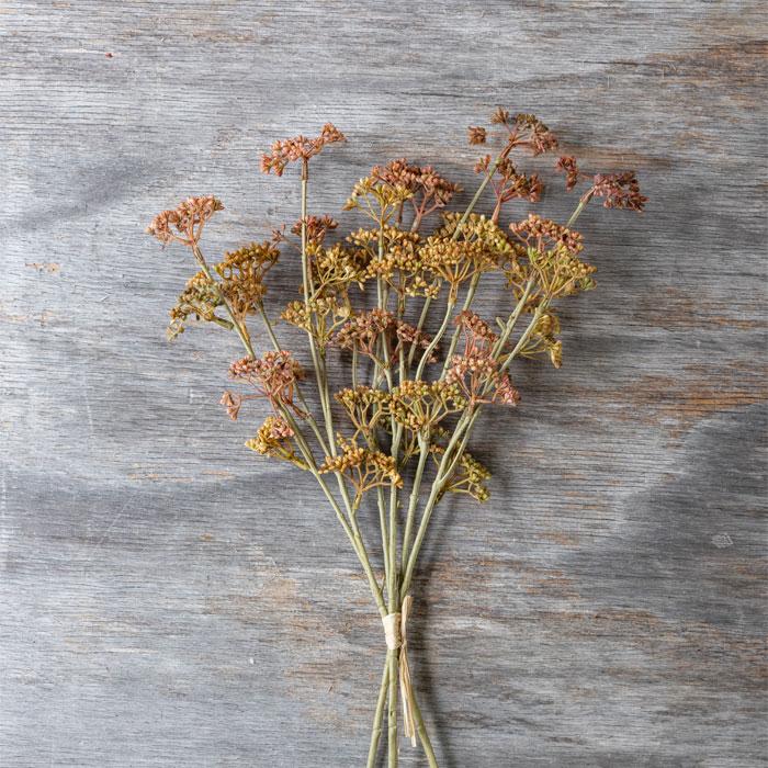 Meadow Sedge Sunset Stem