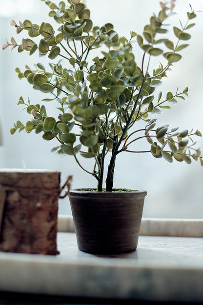 Potted Eucalyptus Bush